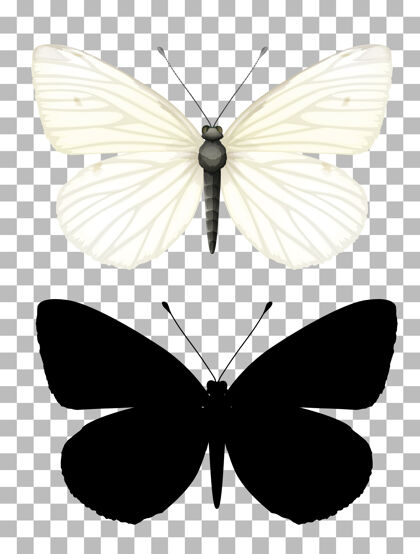 视图蝴蝶和它的轮廓在透明的背景上昆虫学黑暗毛骨悚然