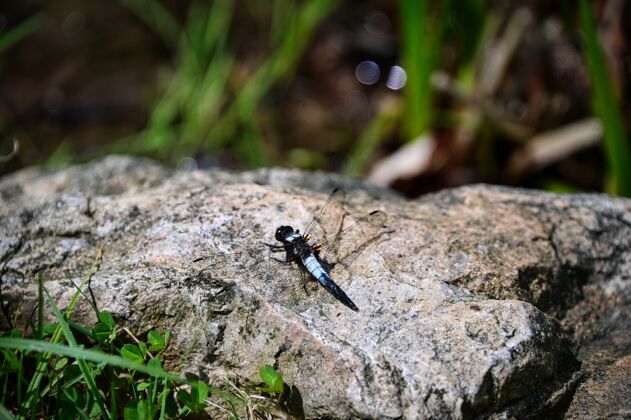 昆虫在大岩石上的蜻蜓特写镜头飞行荒野自然