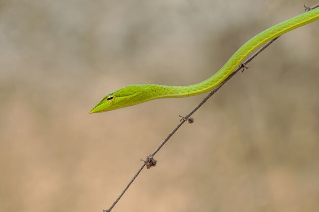 热带一条小绿蛇在树上的一个薄薄的早午餐的水平镜头公园自然澳大利亚