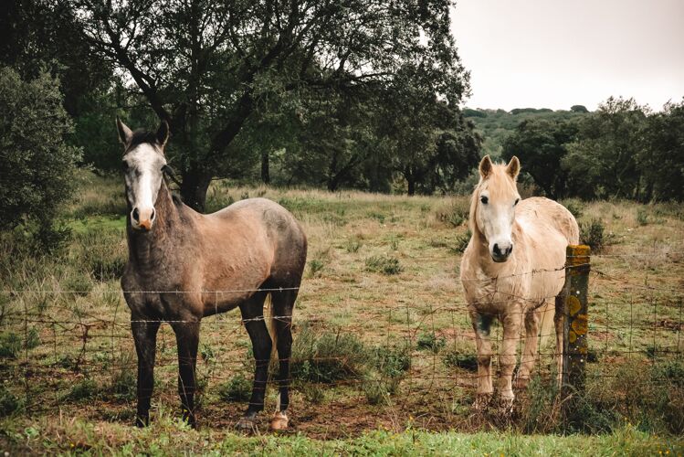 自然两匹马在树篱笆后面的美丽镜头场景木制动物