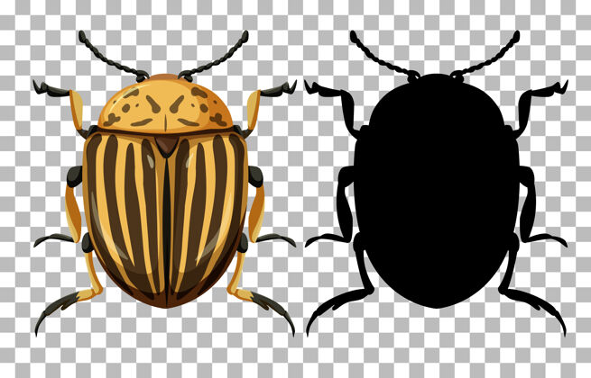 动物科罗拉多甲虫和它的轮廓透明昆虫科学