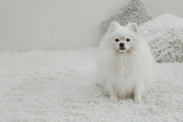 视图美丽的白色狗坐在床上复制空间情感小狗正面视图