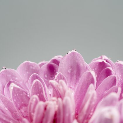 方形盛开着粉红色湿花瓣的花朵生长自然植物