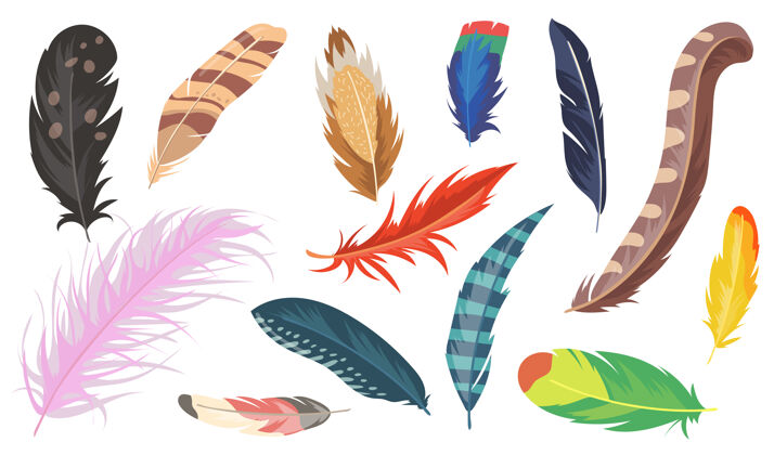 动物丰富多彩的羽毛平面项目集卡通闪亮鸵鸟 野鸡和鹦鹉隔离矢量插图收集鸟羽毛和装饰概念套装收藏包装