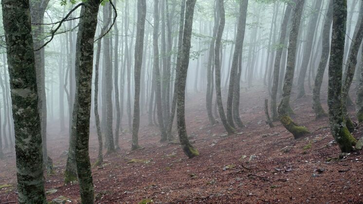 景观云雾密布的森林和高大的树木的照片松木野生
