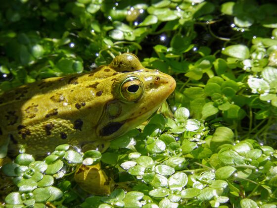 青铜丛林中一只青铜青蛙的特写镜头植物环境爬行动物