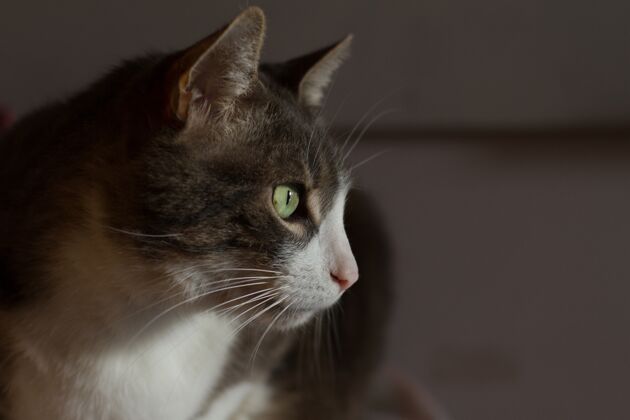 眼睛一只长着绿眼睛的黑白猫的头部特写镜头胡须毛茸茸的眼睛
