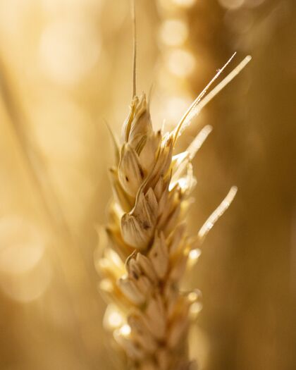 生长背景模糊的小麦穗自然植被垂直
