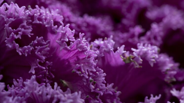 自然关闭美丽的紫色花朵户外宏观花