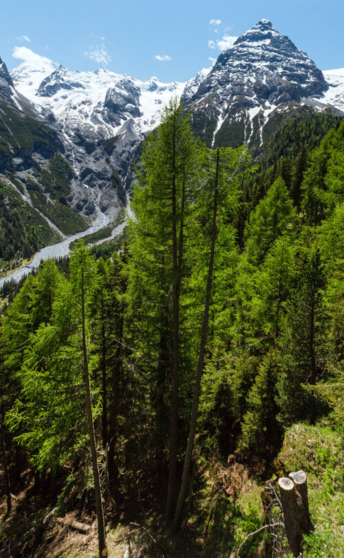 季节夏天的斯泰尔维奥山口有冷杉林和山顶上的雪（意大利）意大利冷杉阿尔卑斯山