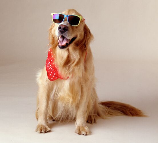 喘息一只戴着酷太阳镜和红手帕的金色猎犬的美丽照片宠物模糊狗