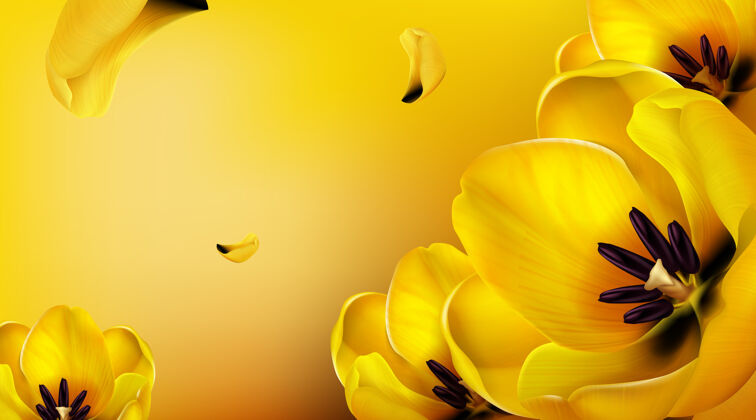 自然背景是黄色的郁金香 飞舞的花瓣和文字的复制空间郁金香花瓣三维