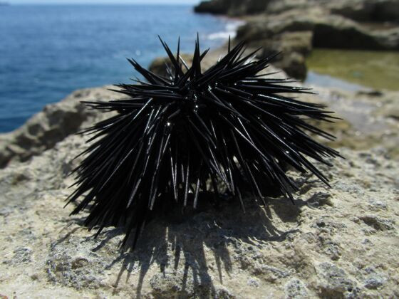 水马耳他阳光下一块被海水包围的岩石上的黑海胆特写脊柱生命野生动物