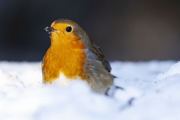 欧洲一只美丽的欧洲知更鸟坐在雪地里的选择性聚焦镜头小红色喙