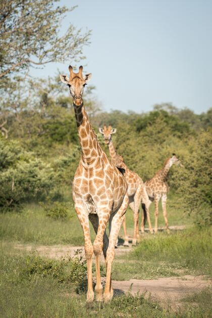 绿树垂直特写镜头可爱的长颈鹿走在绿树丛中的荒野动物长颈鹿稀树草原