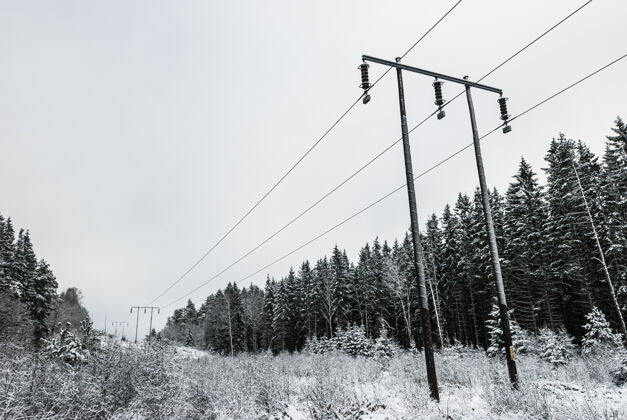 冰冻冬天冷杉树和电线杆的灰度照片白霜冻自然