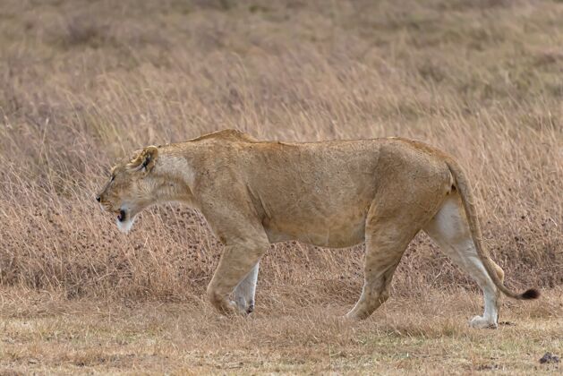 公园白天在草地上行走的母狮子外观雄性自然