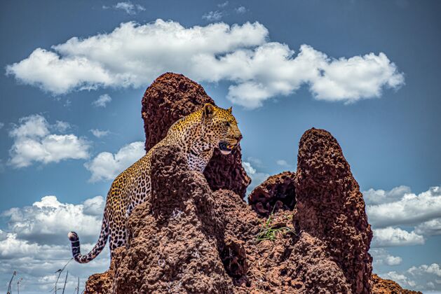 野生动物非洲豹在多云的天空下攀爬岩石悬崖食肉动物力量大