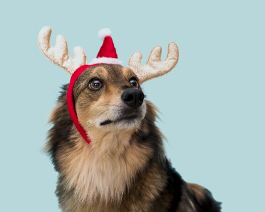 宠物可爱的圣诞概念狗的正面图圣诞狗正面