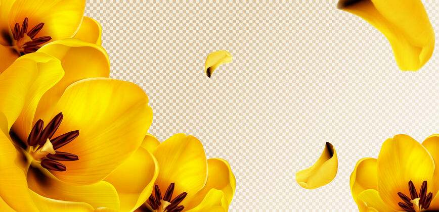 现实黄色的郁金香 在透明的背景上飞舞的花瓣 文本的复制空间郁金香花卉透明