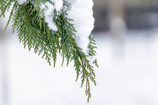 动物松柏树叶与雪的柔和聚焦传统绿色