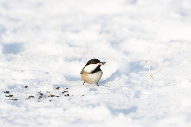 天气可爱的卡罗莱纳山雀站在雪地上与模糊的空间卡罗莱纳州动物野生