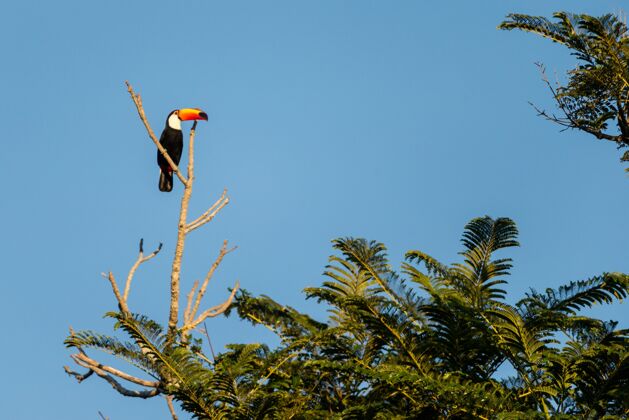 热带阳光下 一只巨嘴鸟站在棕榈树的树枝上 低角度观看巴西低角