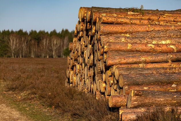 树干选择性聚焦拍摄的一堆砍伐树木在一个棕色的土地上的森林干燥木头环境