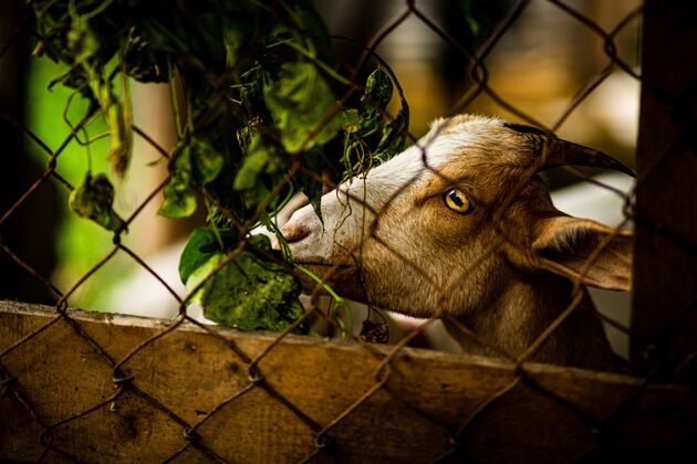 头躲在篱笆后面的山羊动物园山羊树叶