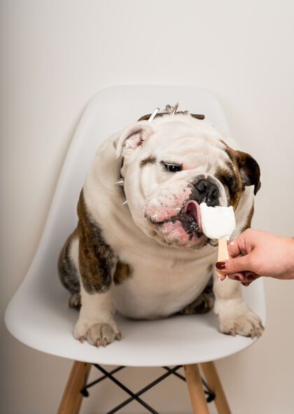 搞笑一只可爱的斗牛犬坐在白色背景的椅子上吃冰淇淋的特写镜头小狗可爱斗牛犬