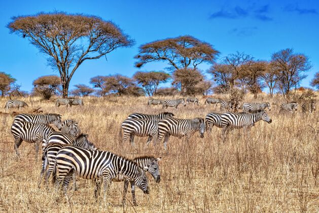 非洲非洲的一群斑马沙漠斑马野生动物