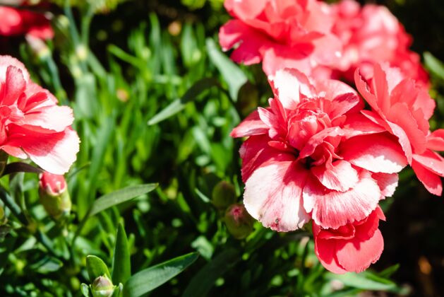 芽美丽的粉红色康乃馨花在花园特写镜头花瓣开花花
