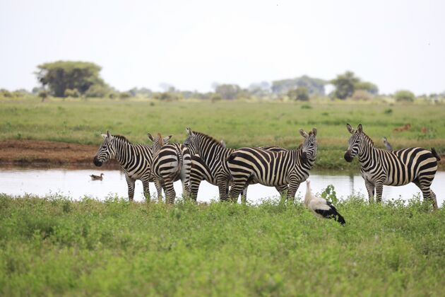 白色一群斑马在察沃东部国家公园的河岸边 肯尼亚 非洲大站立草
