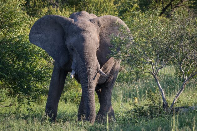 户外一只可爱的大象在荒野的树林边散步的特写镜头风景绿色大