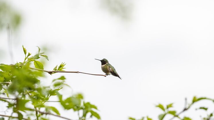 翅膀蜂鸟栖息在树枝上野生观看公园