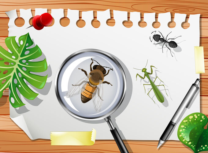 视图桌子上有许多不同的昆虫 请靠近别针虫子动物