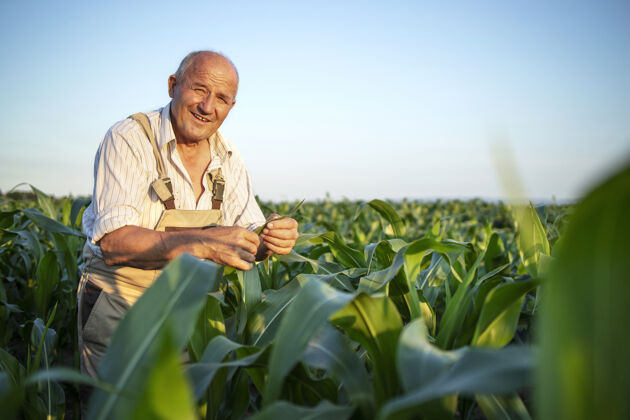 农学在玉米地里辛勤耕耘的高级农艺师在收割前检查庄稼的画像植物农业乡村
