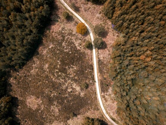 乡村在英国多塞特的一个普德尔敦森林的森林里 一条狭窄道路的俯瞰镜头草光木