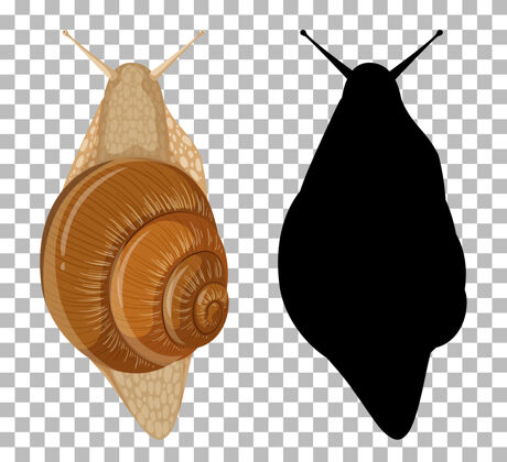 动物蜗牛的轮廓在透明的背景上影子蜗牛透明