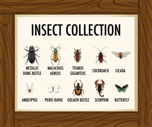 卡通木桌上摆着一副收集昆虫的横幅蝎子画框昆虫