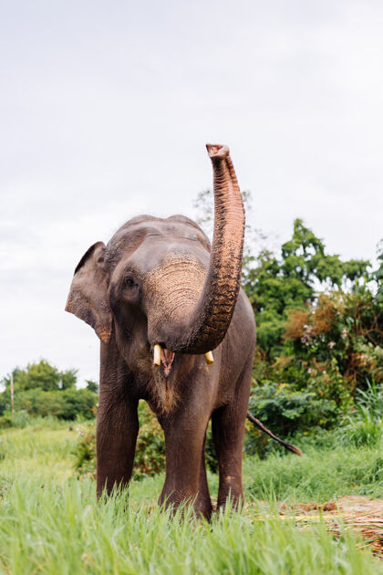 生活美丽的泰国亚洲象的肖像矗立在绿色的田野上 大象长着修剪过的象牙野生动物锡兰大象