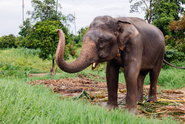 绿色美丽的泰国亚洲象的肖像矗立在绿色的田野上 大象长着修剪过的象牙泰国树野生动物