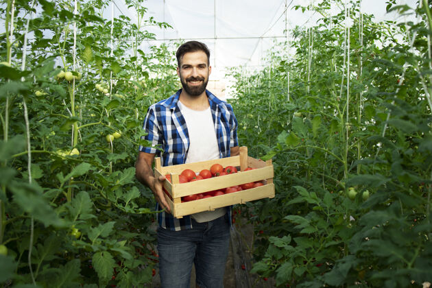收获年轻的微笑着的农民的肖像与新鲜采摘的番茄蔬菜 站在温室花园微笑健康温室