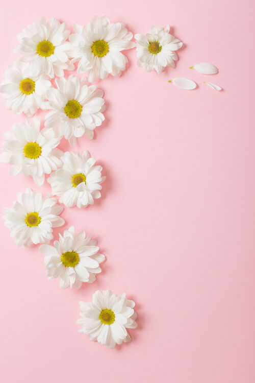 婚礼浅粉色背景上的白色花朵花框架花环