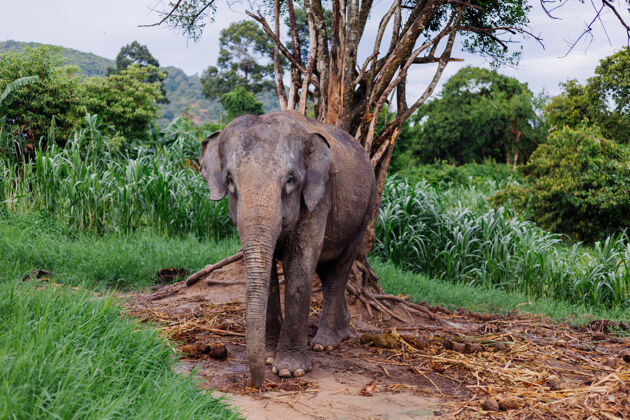 棕色美丽的泰国亚洲象的肖像矗立在绿色的田野上 大象长着修剪过的象牙自然大象特写