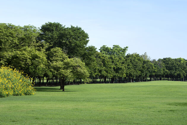 绿色绿草如茵 绿树成荫花园自然公园